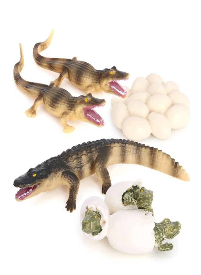 Hvogvok Crocodile Growth Cycle, Animal Growth Cycle Biological Model Toy Growth Stage Lifelike Crocodile Life Cycle Model Set for Kids Education Insect Themed Party Favors - Image 1